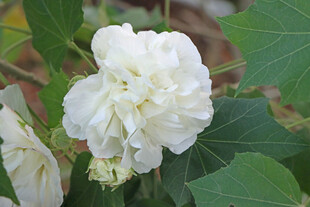 白色木芙蓉花