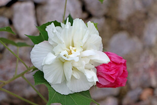 白色木芙蓉花
