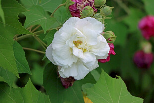 白色木芙蓉花