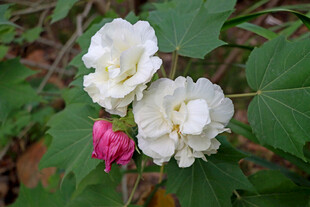 白色木芙蓉花