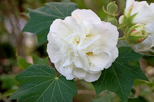 白色木芙蓉花