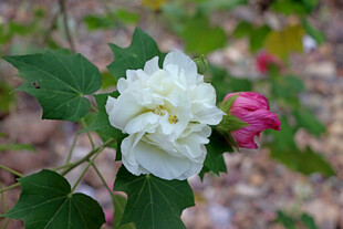 白色木芙蓉花