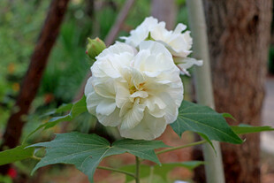木芙蓉