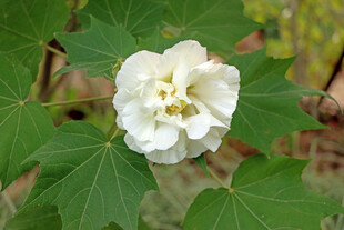 白色木芙蓉花