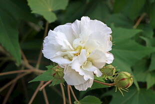白色木芙蓉花