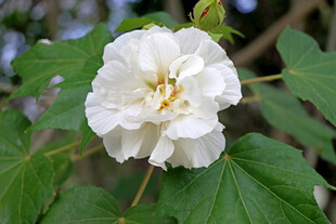 白色木芙蓉花