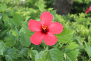 扶桑花