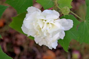 白色木芙蓉花