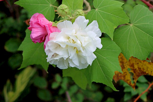 白色木芙蓉花