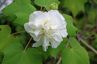 白色木芙蓉花