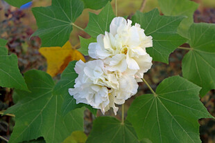 白色木芙蓉花