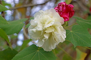 白色木芙蓉花