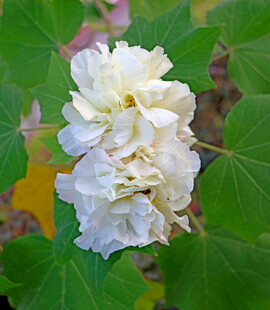 白色木芙蓉花