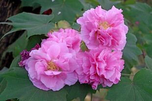木芙蓉