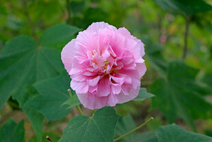 木芙蓉花