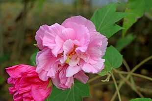 木芙蓉