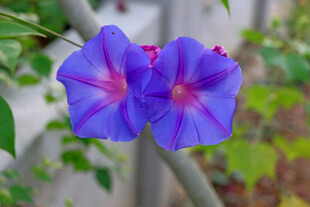 牵牛花