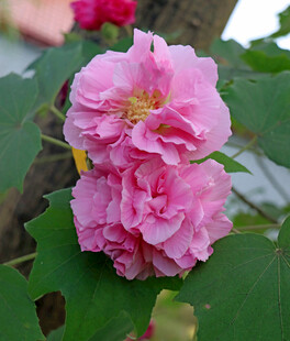 粉色木芙蓉花