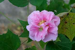 木芙蓉