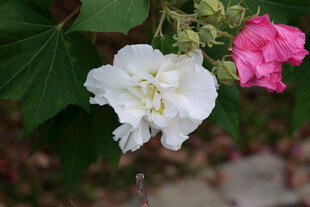 白色木芙蓉花