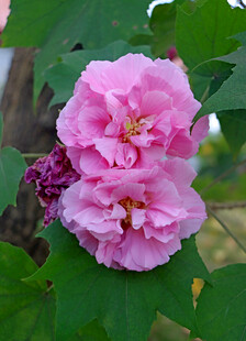 粉色木芙蓉花