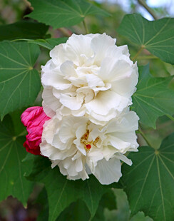 木芙蓉