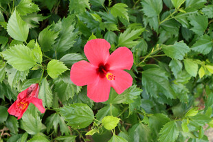 扶桑花