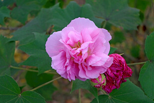粉色木芙蓉花