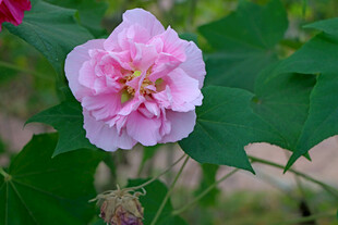 木芙蓉