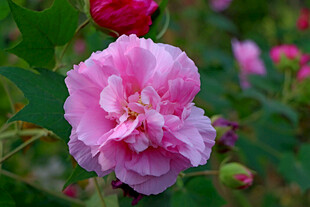 木芙蓉
