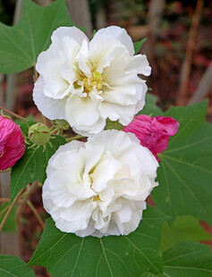 白色木芙蓉花
