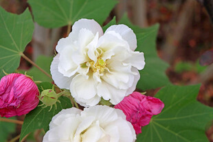 白色木芙蓉花