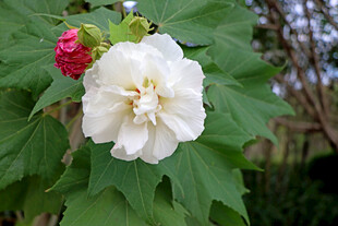 木芙蓉