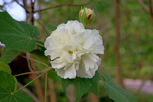 木芙蓉