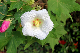 白色木芙蓉