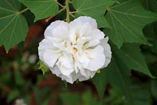 白色木芙蓉花