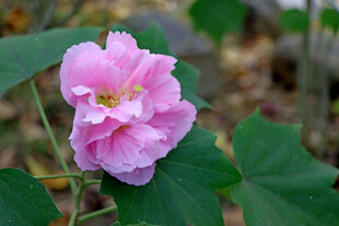 粉色木芙蓉花