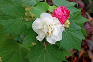 白色木芙蓉花