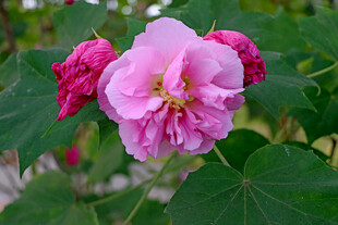 木芙蓉