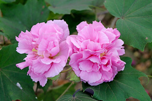 粉色木芙蓉花