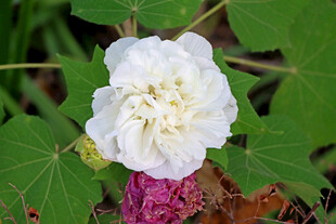 白色木芙蓉花