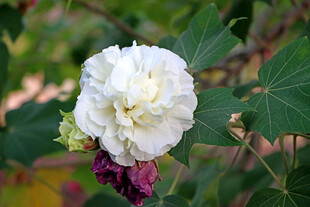 白色木芙蓉花