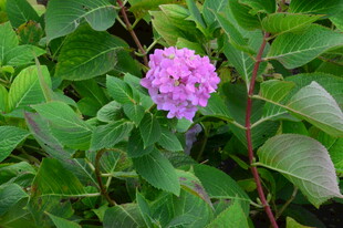 绣球花 