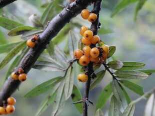 沙棘果