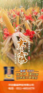 寒露海报