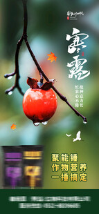 寒露海报