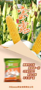 寒露海报