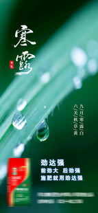 寒露海报