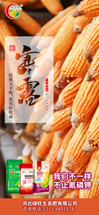 寒露海报