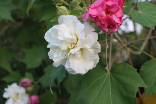白色木芙蓉花